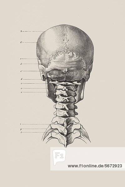 Schädelskelett Rückseite  anatomische Illustration