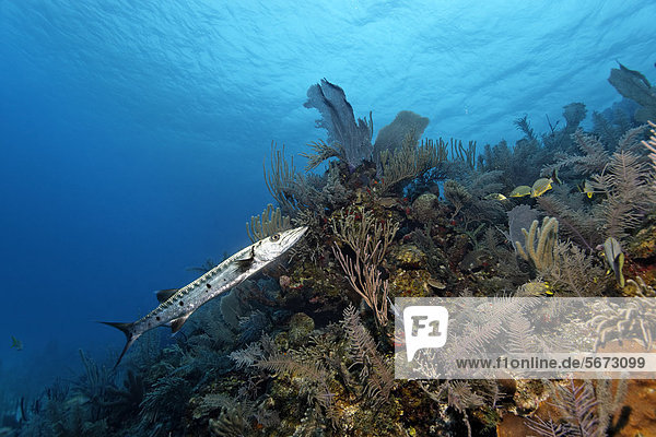 Great Barracuda (Sphyraena barracuda) swimming over the steep drop of a coral reef  Republic of Cuba  Caribbean  Caribbean Sea  Central America