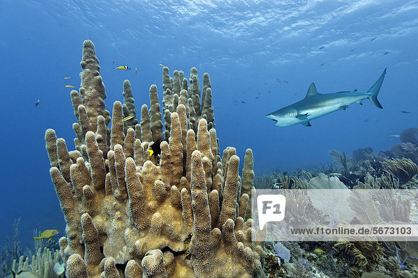 Pillar coral (Dendrogyra cylindrus)  Caribbean Reef Shark  (Carcharhinus perezi) swimming with open mouth over coral reef  Republic of Cuba  Caribbean  Caribbean Sea  Central America