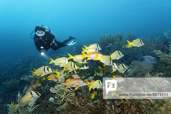 Scuba diver watching shoal of Porkfish or Grunts (Anisotremus virginicus) and Schoolmaster Snappers (Lutjanuis opodus)  over coral reef  shoal fish  Republic of Cuba  Caribbean Sea  Caribbean  Central America