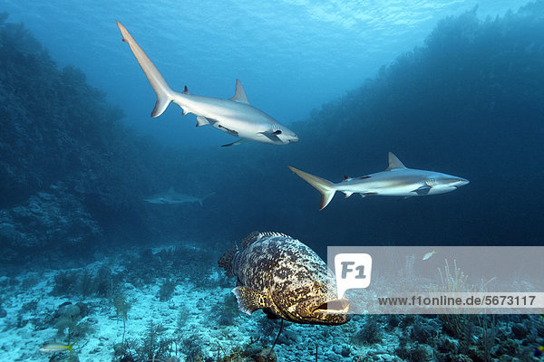 Fisch Pisces Tomaten-Zackenbarsch Cephalopholis sonnerati frontal Karibik Mittelamerika Hai schwimmen Atlantischer Ozean Atlantik Karibisches Meer Riff