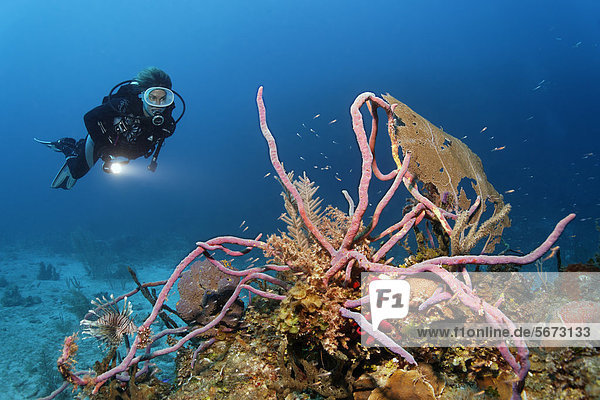 Scuba diver looking at coral reef with a variety of coral species and Row Pore Rope Sponge (Aplysina cauliformis)  Republic of Cuba  Caribbean Sea  Caribbean  Central America
