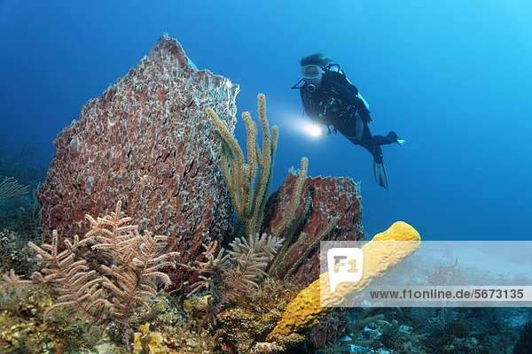 Scuba diver looking at coral reef with a variety of coral and sponge species  Republic of Cuba  Caribbean Sea  Caribbean  Central America