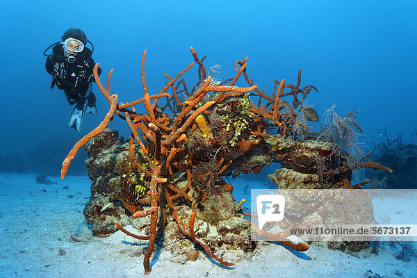 Scuba diver looking at coral reef with a variety of coral species and Row Pore Rope Sponge (Aplysina cauliformis)  Republic of Cuba  Caribbean Sea  Caribbean  Central America