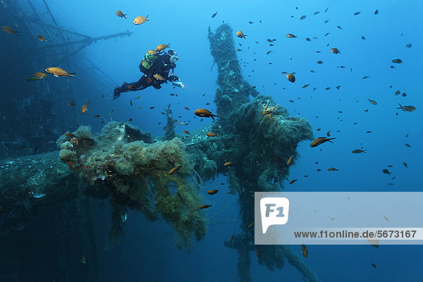 Scuba diver exploring the mast surrounded by damselfish (Chromis chromis)  wreck of the Zenobia  Cyprus  Asia  Europe  Mediterranean Sea