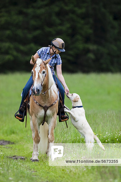 Woman riding a Haflinger horse with a western bridle  in a field with a Labrador dog as riding companion  North Tyrol  Austria  Europe