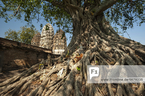 Baum mit Buddha-Statuen  Wat Sri Sawai  Geschichtspark Sukhothai  Weltkulturerbe der UNESCO  Nordthailand  Thailand  Asien
