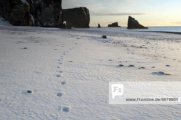 Spuren eines Polarfuches im Schnee nahe dem Felsentor DyrhÛlaey an der Atlantikküste  DyrhÛlaey  Island  Europa