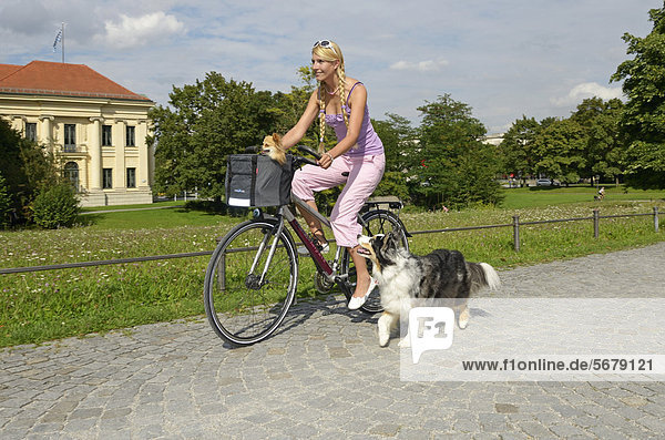 Woman with a Chihuahua in a basket riding a bicycle  Australian Shepherd dog running alongside