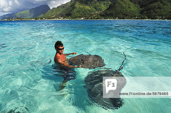 Mann mit Stachelrochen (Dasyatis sp.)  Stingray World  Hauru Point  Moorea  Inseln unter dem Wind  Gesellschaftsinseln  Französisch-Polynesien  Pazifischer Ozean
