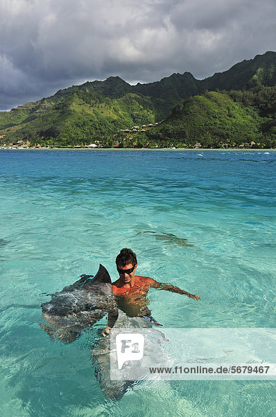 Mann mit Stachelrochen (Dasyatis sp.)  Stingray World  Hauru Point  Moorea  Inseln unter dem Wind  Gesellschaftsinseln  Französisch-Polynesien  Pazifischer Ozean