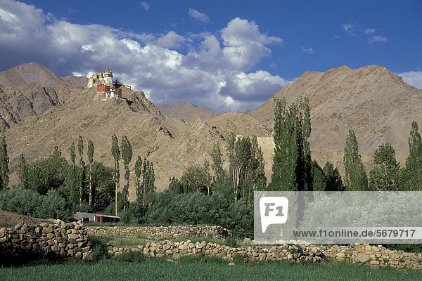 Alter Königspalast  Kloster Namgyal Tsemo Gompa  Pappeln  Gebirgslandschaft  Distrikt Ladakh  Bundesstaat Jammu und Kaschmir  Nordindien  Indien  Südasien  Asien