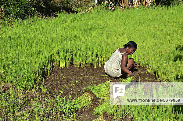 Eine Bäuerin beim Pflanzen von Reissetzlingen  Ampijoroa  im Westen von Madagaskar  Afrika