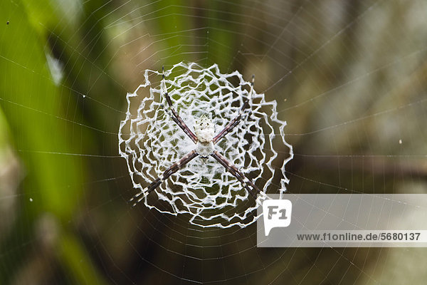 Spinne im Netz  unbestimmte Art  Tiefland-Regenwald  Braulio-Carrillo Nationalpark  Costa Rica  Mittelamerika