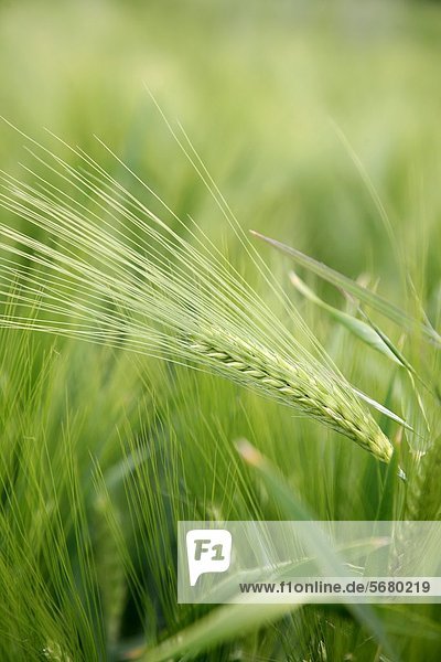 Green ear of barley on a field  Hesse  Germany  Europe