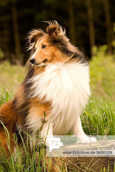 Collie on a meadow