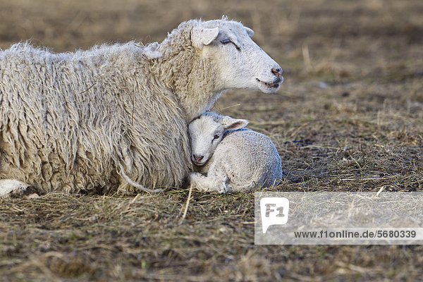 Mutterschaf und Lamm