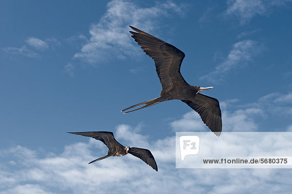 Zwei Fregattvögel (Fregatidae) im Flug  Galapagosinseln