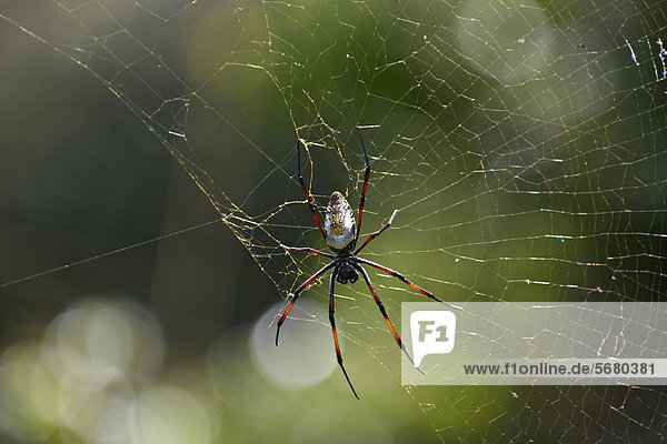 Seidenspinne (Nephila) im Spinnennetz  iSimangaliso Wetland Park  Südafrika