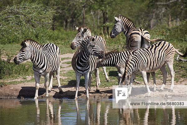 Herde Zebras am Wasserloch  Hluhluwe-Umfolozi Game Reserve  Südafrika