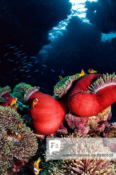 Anemonenfisch  St. John's Reef  Rotes Meer  Ägypten