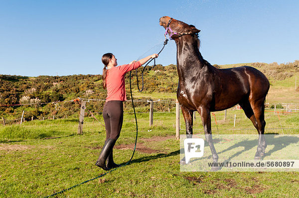 Mittlere erwachsene Frau wäscht Pferd mit Schlauch