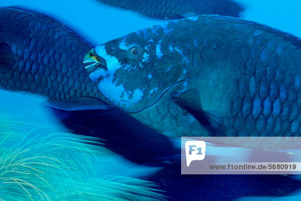 Midnight Blue Parrotfish