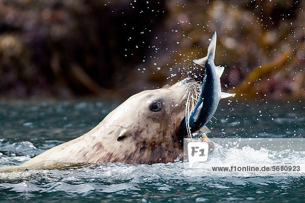 Sea Lion catches fish