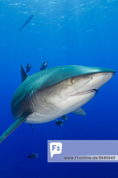 Von Angesicht zu Angesicht mit Haifisch