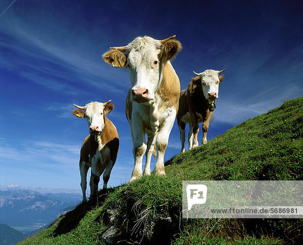 Drei Kühe auf der Alm Söll Österreich
