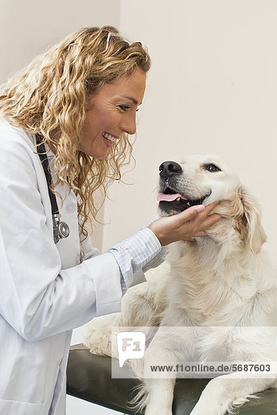 Tierarzt Streichelhund im Büro