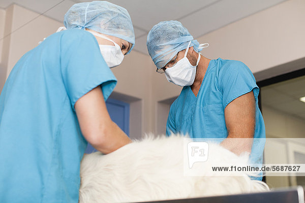 arbeiten  Chirurg  Hund  Tierarzt