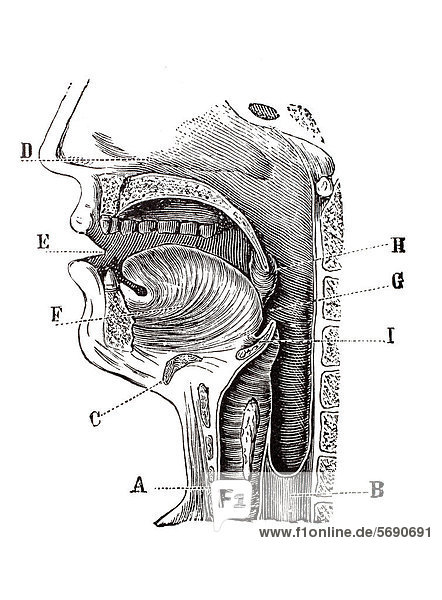 Längsschnitt menschlicher Kopf  anatomische Illustration
