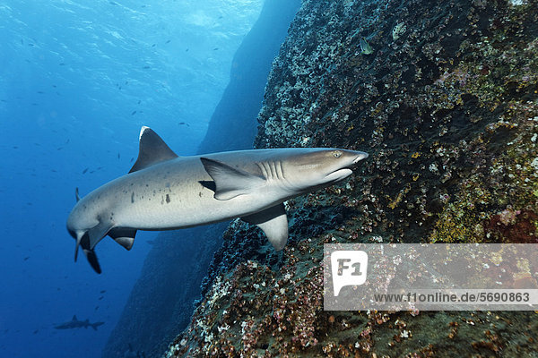 Whitetip Reef Shark (Triaenodon obesus)  Roca Partida  Revillagigedo Islands  Mexico  America  Eastern Pacific