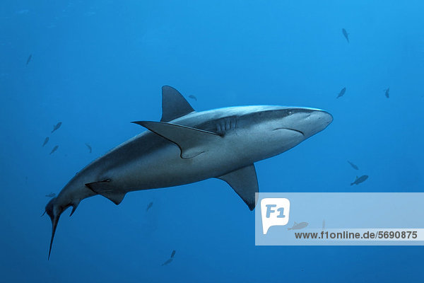 Galapagos Shark (Carcharhinus galapagensis)  Roca Partida  Revillagigedo Islands  Mexico  America  Eastern Pacific