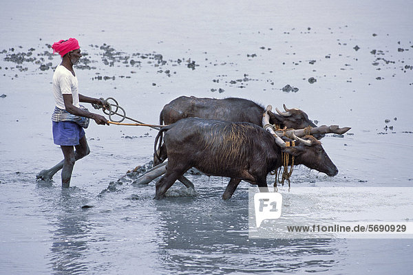 Farmer wearing a turban plowing a flooded field with the help of two oxen near Point Calimere  Tamil Nadu  South India  India  Asia