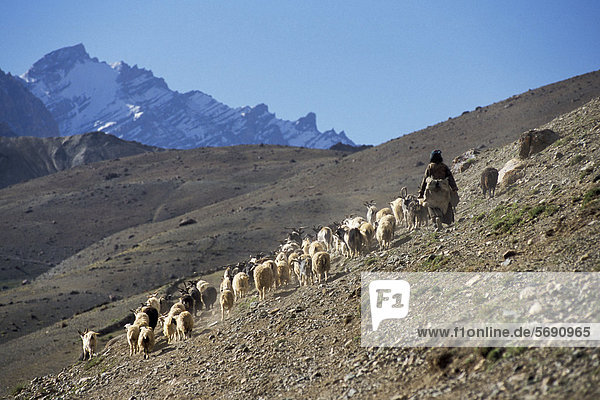Goats  goat herd  girl  near Photoksar or Photaksar  Zanskar  Ladakh  Jammu and Kashmir  North India  India  Indian Himalayas  Asia