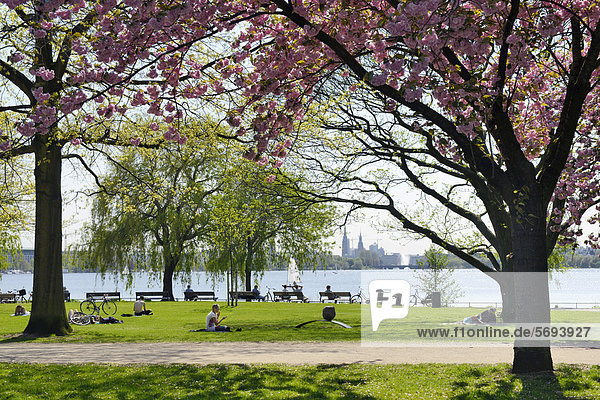 Meadows on the Alster river  Schoene Aussicht in Uhlenhorst  Hamburg  Germany  Europe