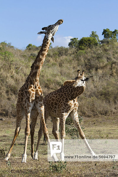 Massai-Giraffen (Giraffa camelopardalis tippelskirchi)  Männchen kämpfen  Kommentkampf  Arusha Nationalpark  Tansania  Ostafrika  Afrika