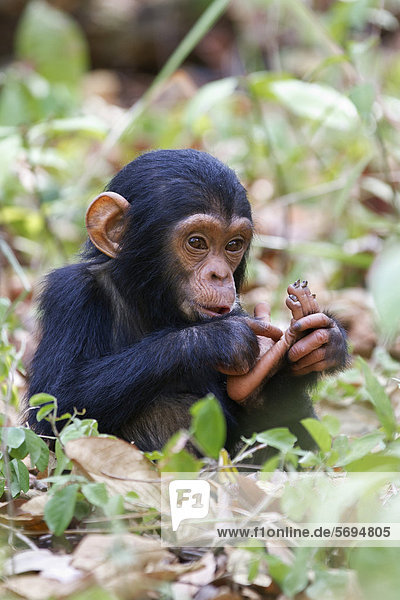 Schimpanse (Pan troglodytes)  Jungtier  Mahale Mountains Nationalpark  Tansania  Ostafrika  Afrika