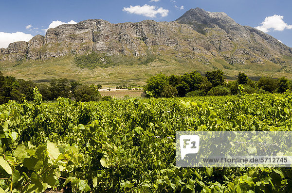 Berge und Weinreben  Weingebiet bei Tulbagh  Südafrika  Afrika