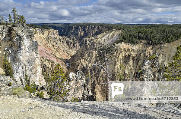 View of the Grand Canyon of the Yellowstone River  Grand View  North Rim  Yellowstone National Park  Wyoming  USA