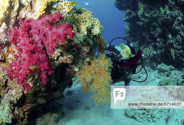 Diver and soft coral  Red Sea  Egypt  Africa