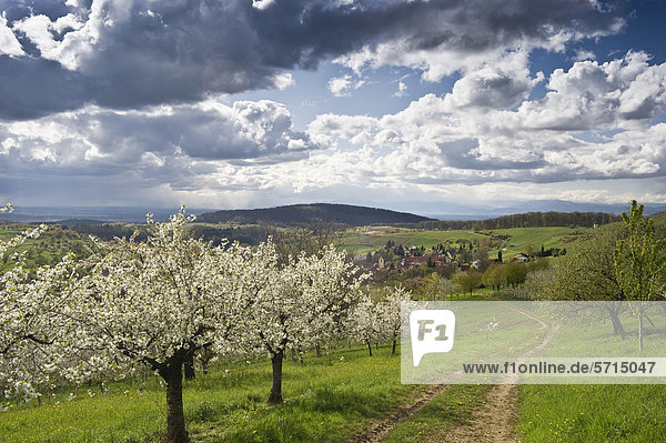 Blühende Kirschbäume bei Obereggenen  Markgräflerland  Schwarzwald  Baden-Württemberg  Deutschland  Europa