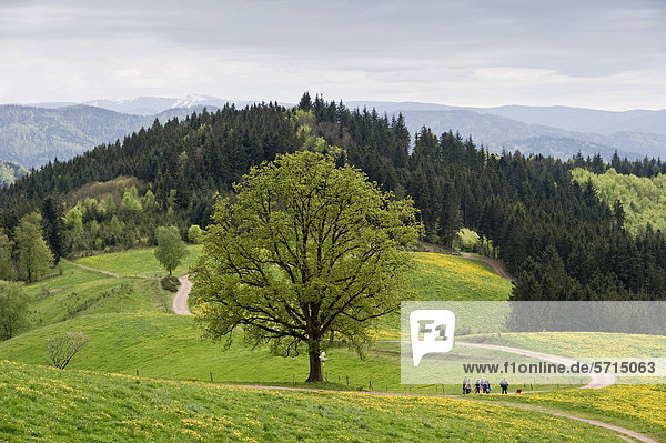 Hiking group and spring meadows  north of Freiburg im Breisgau  Black Forest  Baden-Wuerttemberg  Germany  Europe