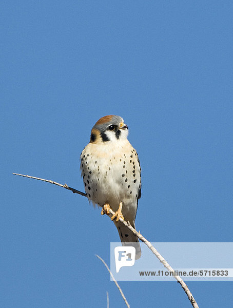 Buntfalke (Falco sparverius)  männlicher Altvogel auf Zweig  Bosque del Apache National Wildlife Refuge  New Mexico  USA  Amerika