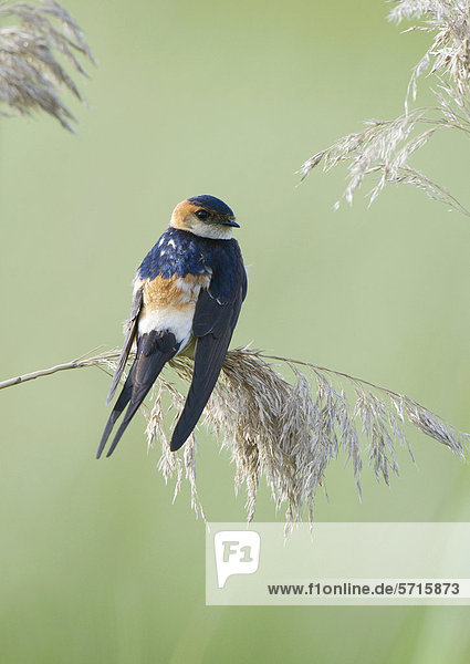 Red-rumped Swallow (Hirundo daurica)  adult  perched on reed seedhead  Lesvos  Greece  Europe