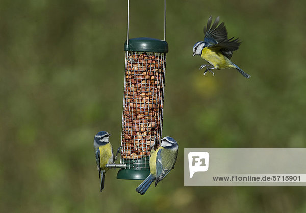Blaumeise (Parus caeruleus)  drei Altvögel  im Flug und an hängender Futterstation mit Erdnüssen fressend  Norfolk  England  Großbritannien  Europa