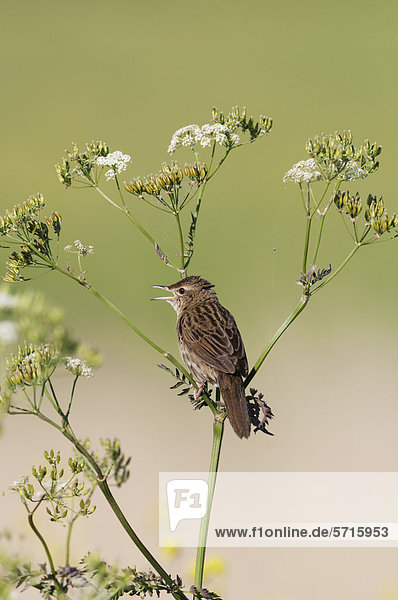 Feldschwirl (Locustella naevia)  singender Altvogel sitzt auf Stil eines Doldenblütlers  Norfolk  England  Vereinigtes Königreich  Europa