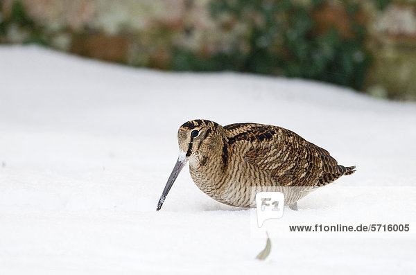 Waldschnepfe (Scolopax rusticola)  Altvogel  Futtersuche im Schnee  Norfolk  England  Großbritannien  Europa